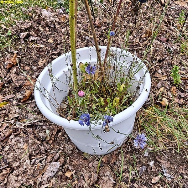 Kornblumen 45. Kalenderwoche 2025