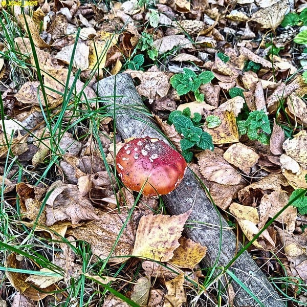 Cover 45. Kalenderwoche 2025