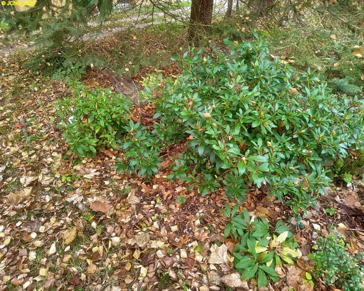 Rhododendron Beet „Mohrchen“ 45. Kalenderwoche 2025