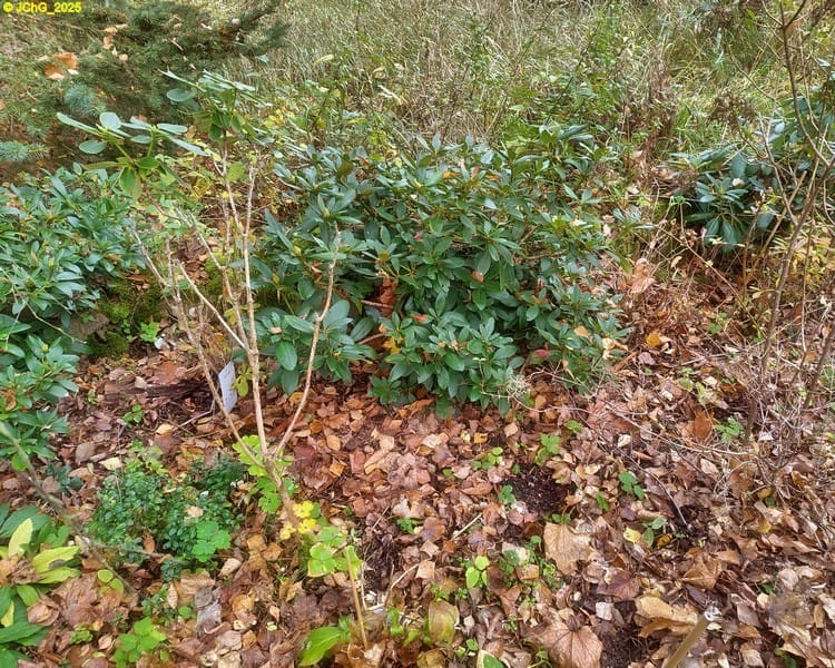 Azaleen und Rhododendron Beet „Mohrchen“ 45. Kalenderwoche 2025