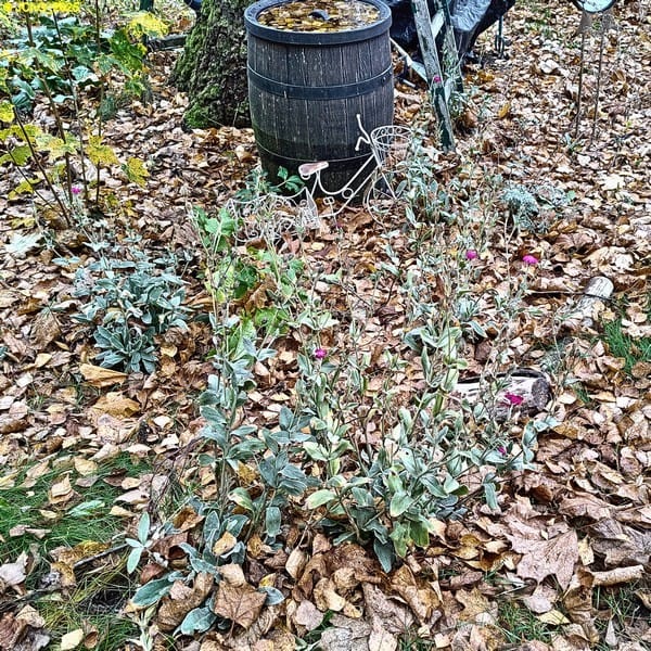 Lichtnelken 45. Kalenderwoche 2025