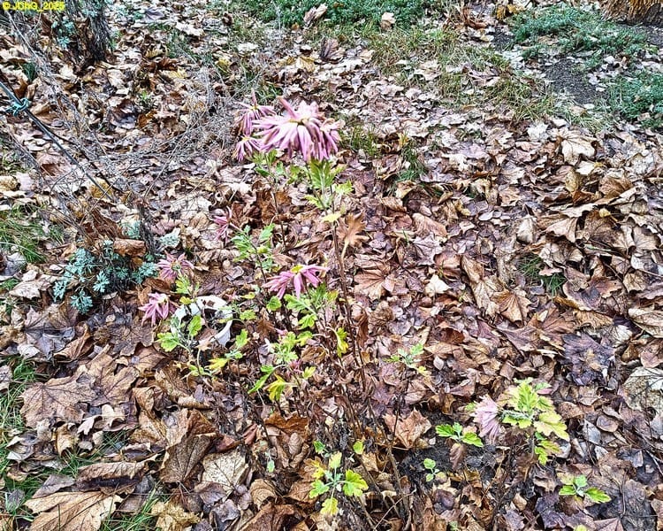 Chrysanthemen Beet „Sommerflieder“ 48. Kalenderwoche 2025
