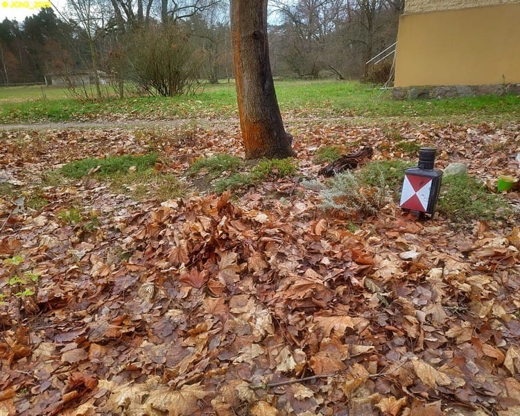 Heiligenkraut und Thymian Beet "Ahorn" 48. Kalenderwoche 2025