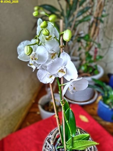 Orchidee im Wohnzoimmer 48. Kalenderwoche 2025
