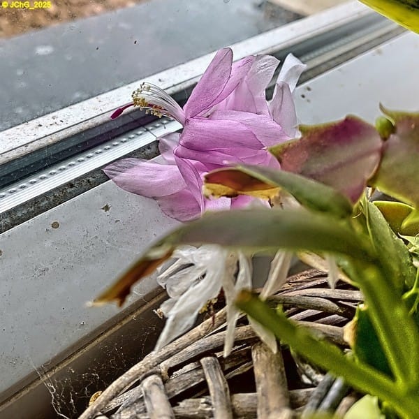 Rosa Blüte einer Schlumbergera 48. Kalenderwoche 2025