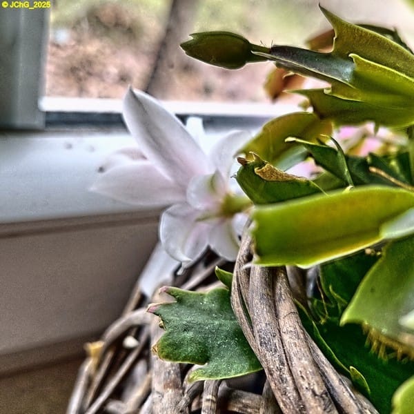 Weiße Blüte einer Schlumbergera 48. Kalenderwoche 2025