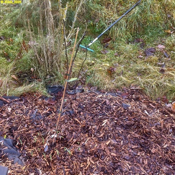 Zierapfel mit Frühjahrsblühern Beet „Wolfgang“ 49. Kalenderwoche 2025