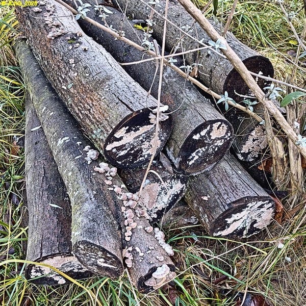 Holzstapel mit Pilzen im Beet „Manfred“ 49. Kalenderwoche 2025