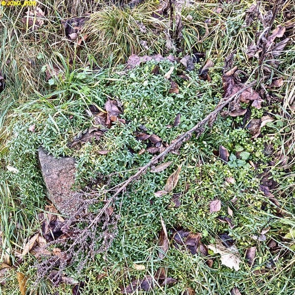 Bodendecker Beet „Amor“ 49. Kalenderwoche 2025