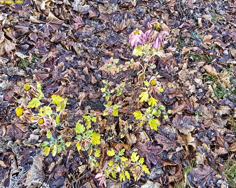 Reste der Chrysanthemen im Beet „Sommerflieder“ 49. Kalenderwoche 2025 Cover