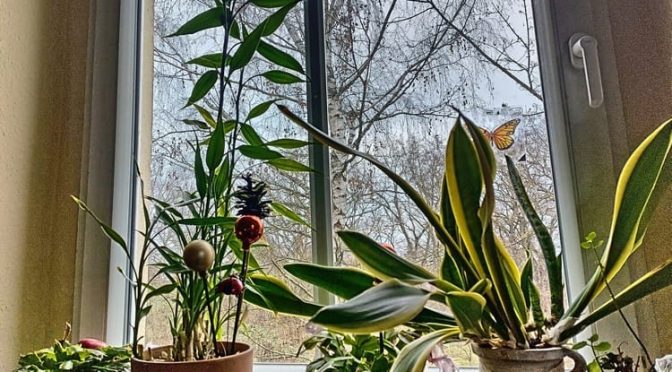 50. Kalenderwoche 2025