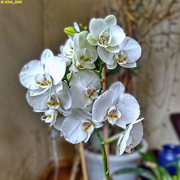 Orchidee 50. Kalenderwoche 2025