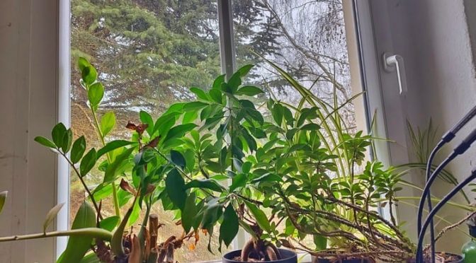 52. Kalenderwoche 2025