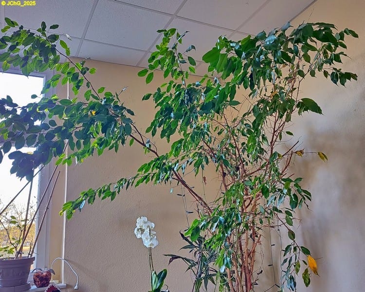 Orchidee und Ficus 52. Kalenderwoche 2025