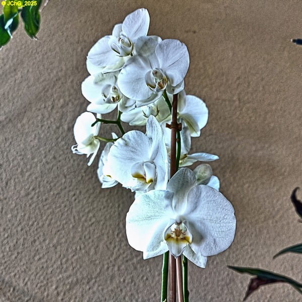 Orchideenblüten 2. Kalenderwoche 2025