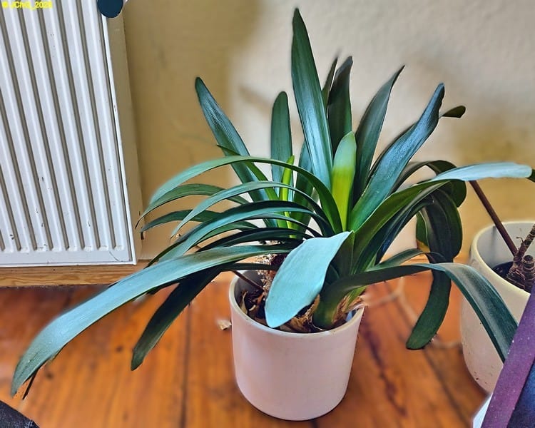 Die zweite Clivie 52. Kalenderwoche 2025