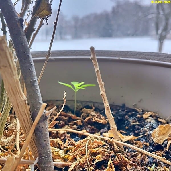 Habanero, Januar 2026