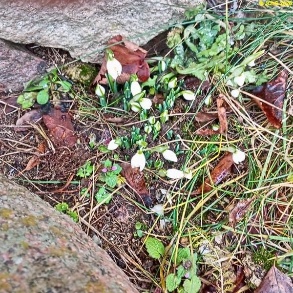 Schneeglöckchen Februar 2026