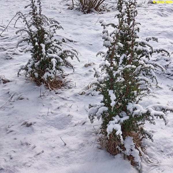 Verschneiter Wacholder Februar 2026