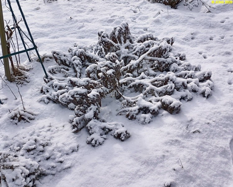Verschneiter Purpursalbei Februar 2026