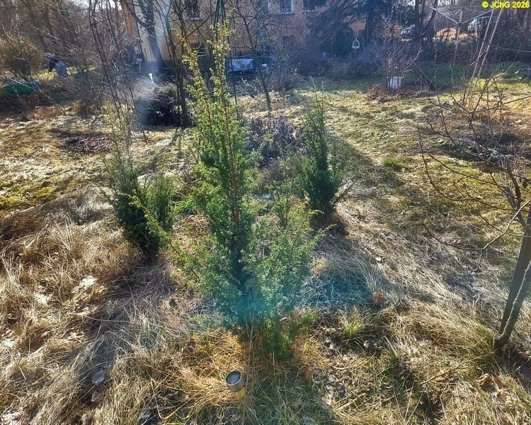 Wacholder, Februar 2026