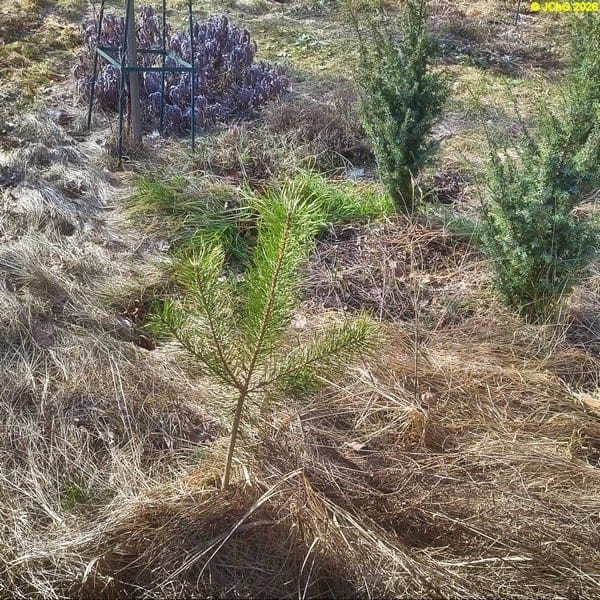 Kiefer, Wacholder und Purpursalbei, Februar 2026