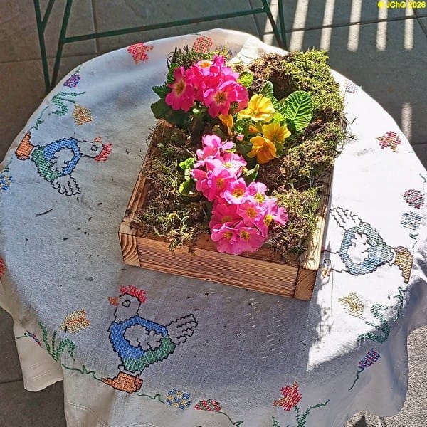 Primeln im Moos auf der Terrasse, Februar 2026