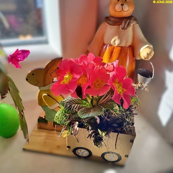 Primeln, Februar 2026