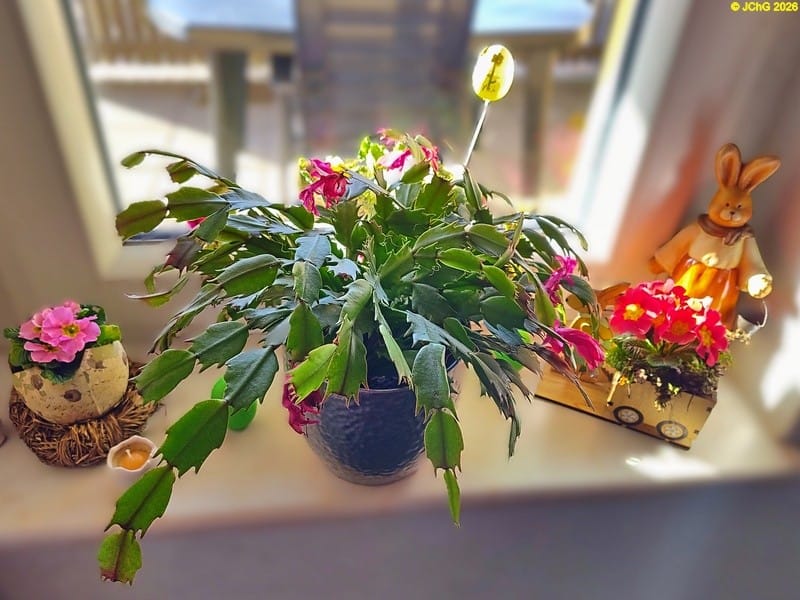 Frühjahrsdeko, Februar 2026