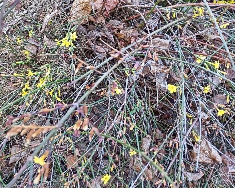 Winterjasmin März 2026