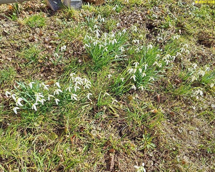 Schneeglöckchen, März 2026