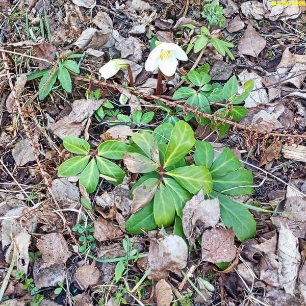 Christrose März 2026