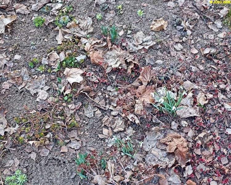 Schneeglöckchen März 2026