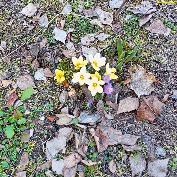 Violette und gelbe Krokusse März 2026
