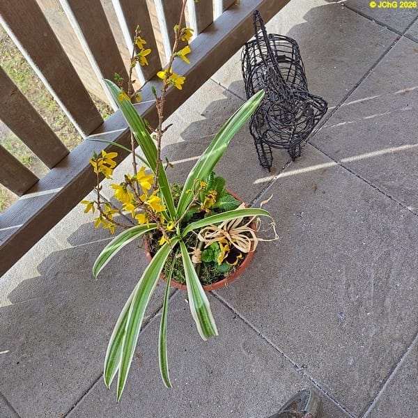 Frauentagsgesteck, März 2026