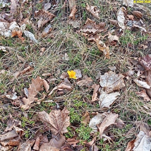 Gelber Krokus, März 2026