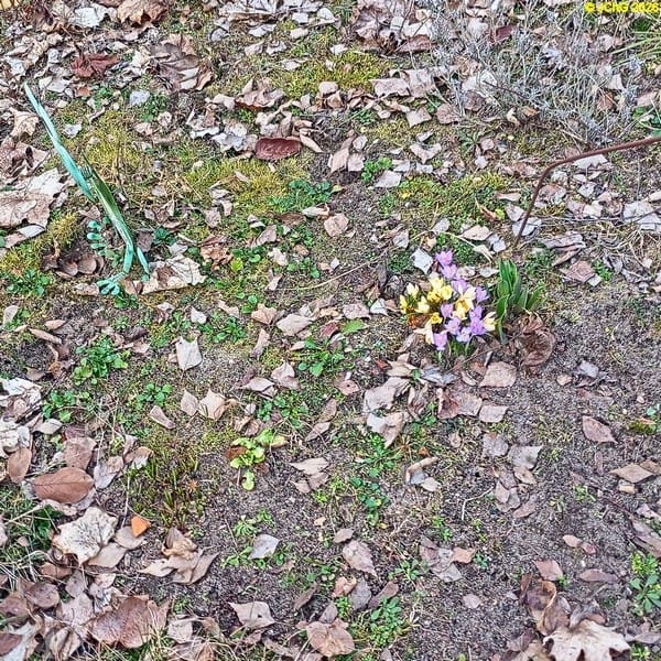 Gelbe und lila Krokusse März 2026