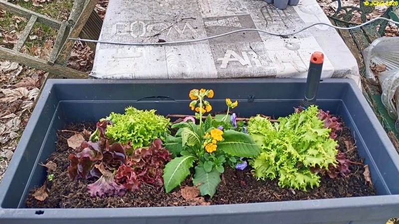 Salat im Frühbeet März 2026