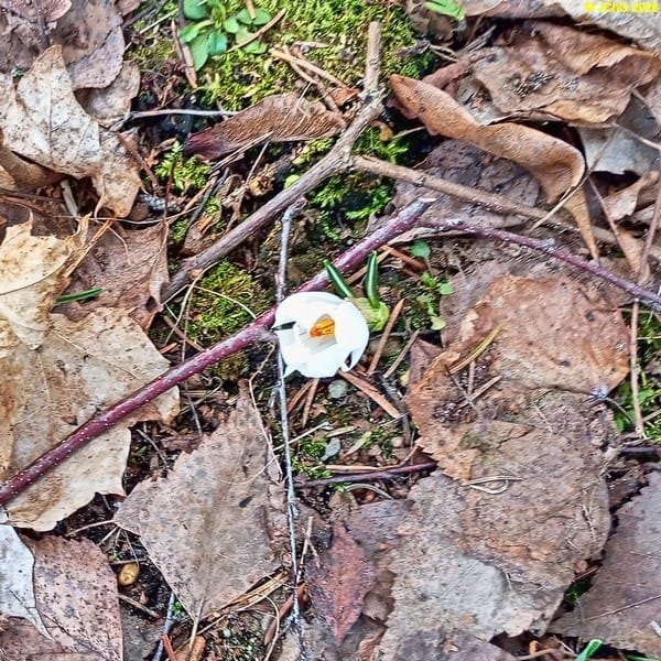 Weißer Krokus März 2026