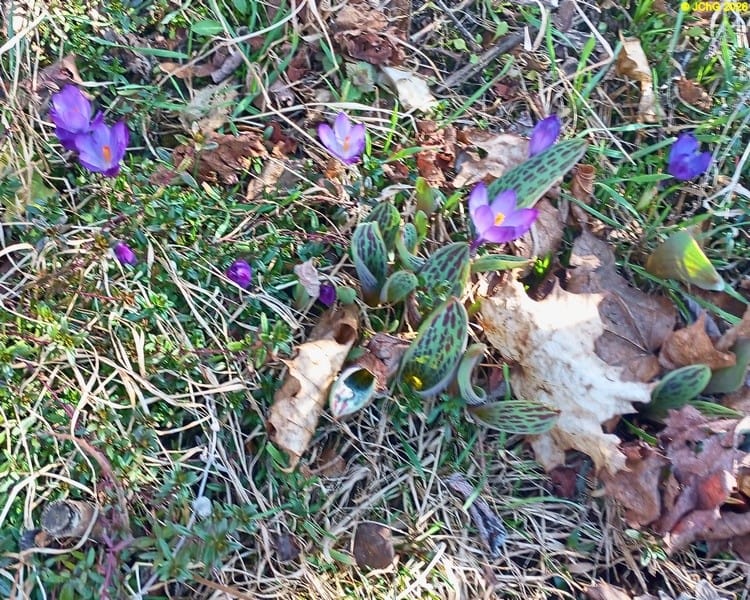 Lila Krokusse März 2026