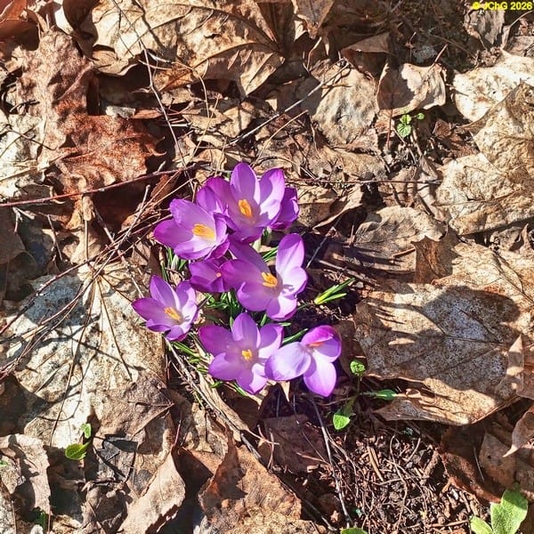Violette Krokusse März 2026