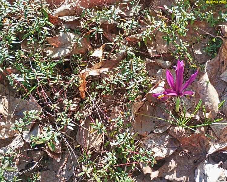 Thymian und Schwerlilie, März 2026