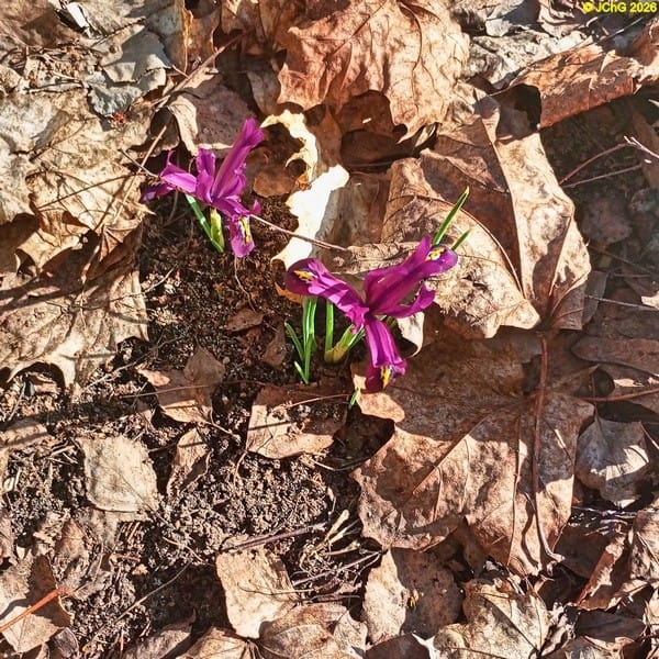 Schwerlilien, März 2026