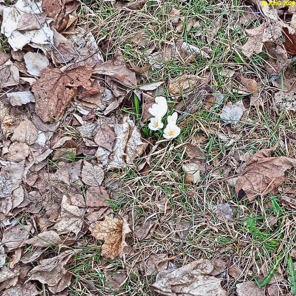 Weiße Krokusse März 2026