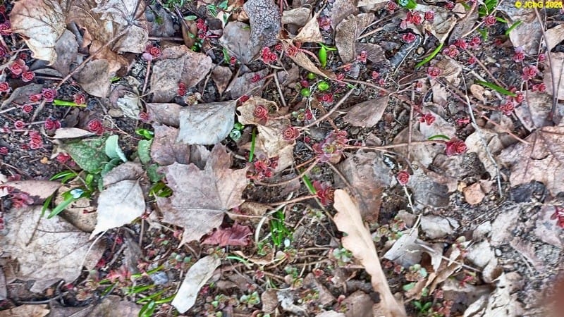 Frühjahrsblüher kommen III März 2026