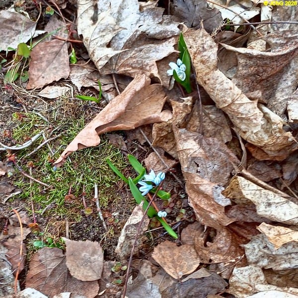 Puschkinien, Frühlingsanfang 2026