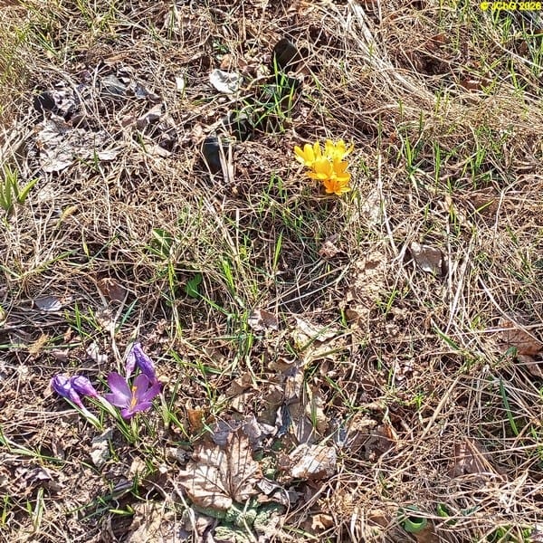 Gelbe und violette Krokusse März 2026