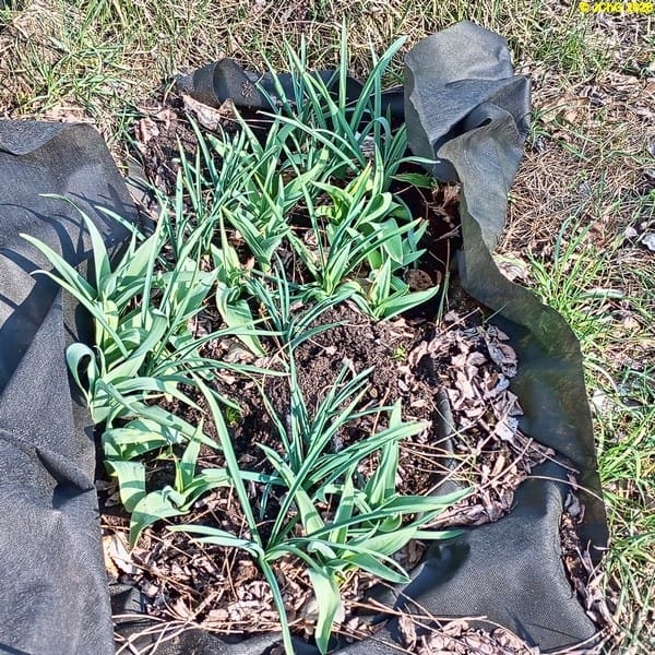 Frühjahrsblüher kommen II März 2026