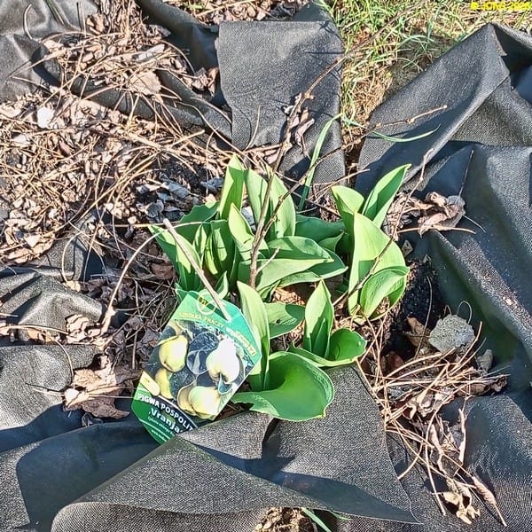 Frühjahrsblüher kommen März 2026