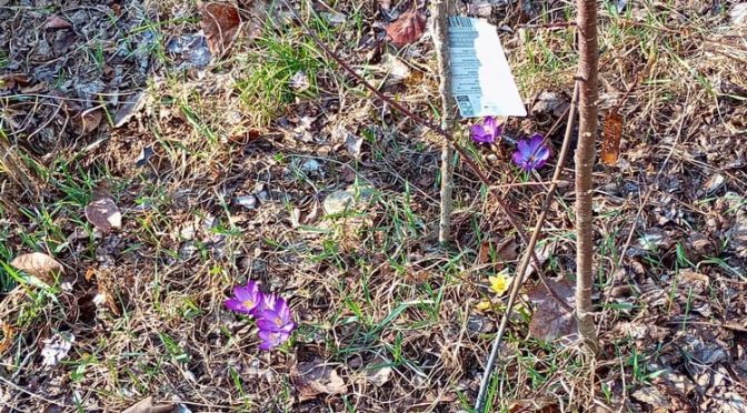 Krokusse, Frühlingsanfang 2026